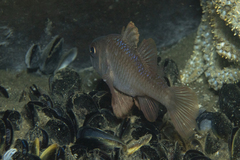 Vincentia conspersa