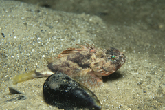 Maxillicosta scabriceps