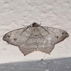 Psamatodes pernicata