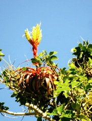 Tillandsia rothii