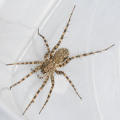 Pardosa mercurialis