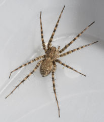 Pardosa mercurialis