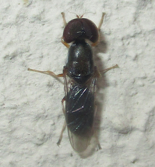 Cephalochrysa calopa