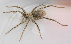 Pardosa mercurialis