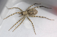 Pardosa mercurialis