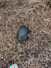 Chelodina kurrichalpongo