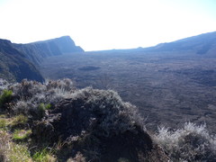 Seriphium passerinoides