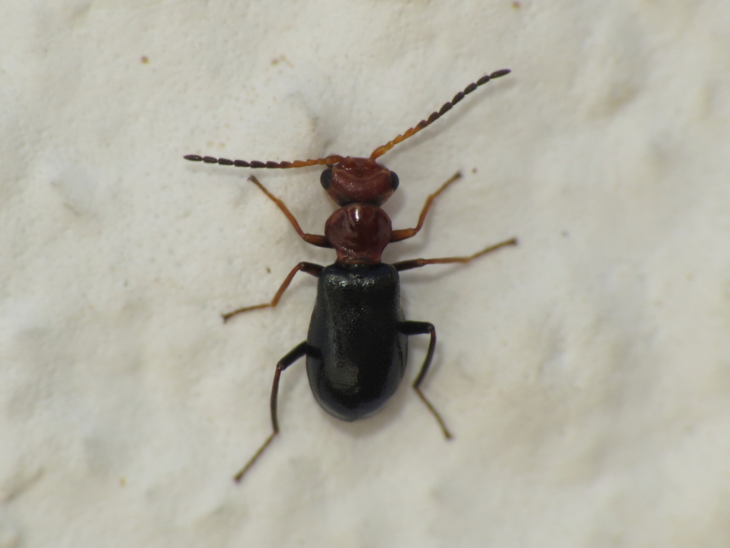 Troglops capitatus