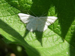 Idaea pallidata