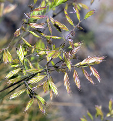Festuca longiauriculata
