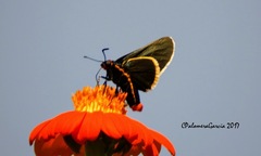 Mysoria affinis