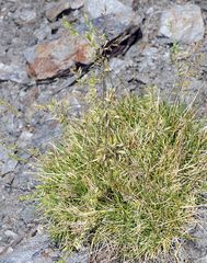 Festuca longiauriculata
