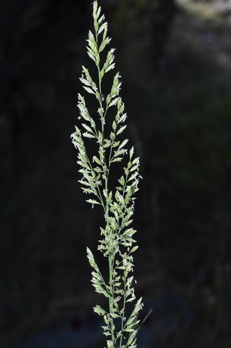 Festuca pseudeskia