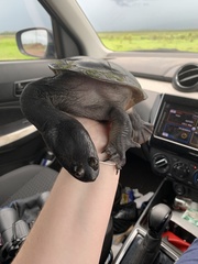 Chelodina kurrichalpongo