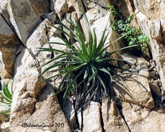 Agave colimana