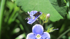 Cauchas fibulella