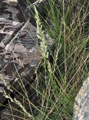 Festuca pseudeskia