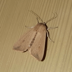 Leucania inconspicua