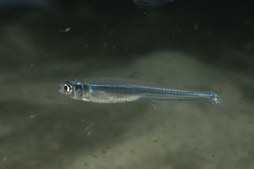 Elongate hardyhead (Leptatherina presbyteroides) — Atherinidae — 4