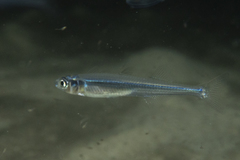 Leptatherina presbyteroides