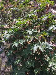 Ricinus communis