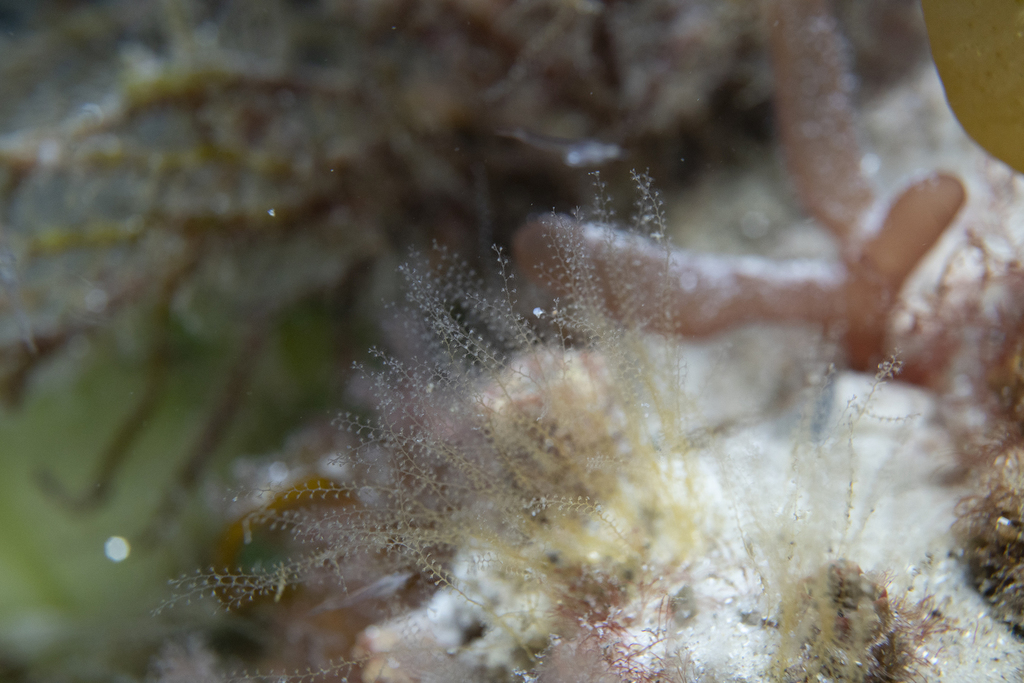 Plumularia flexuosa