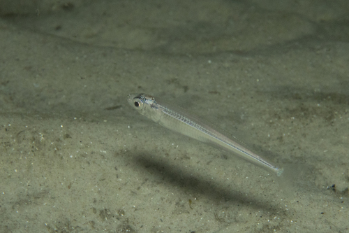 Elongate hardyhead (Leptatherina presbyteroides) — Atherinidae — 5