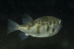 Contusus brevicaudus