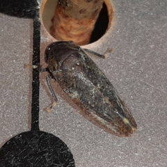 Curtara