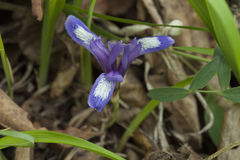 Iris uniflora