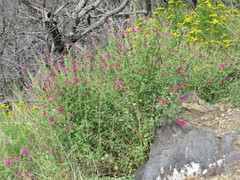 Salvia lemmonii
