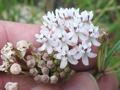 Asclepias angustifolia
