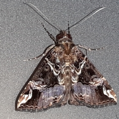 Hypena tossalis