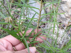 Asclepias angustifolia
