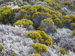 Seriphium passerinoides