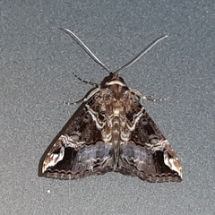 Hypena tossalis