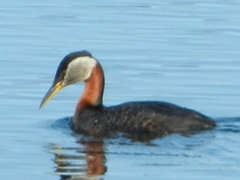Podiceps grisegena