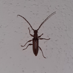 Miltesthus marginatus