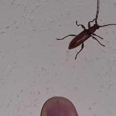 Miltesthus marginatus