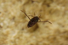 Notonectinae
