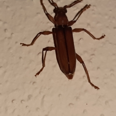 Miltesthus marginatus