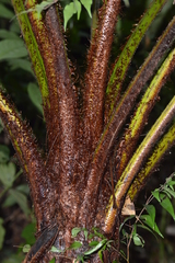 Cyathea fulva