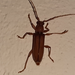 Miltesthus marginatus