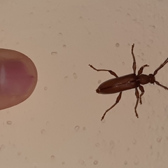 Miltesthus marginatus