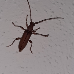 Miltesthus marginatus