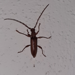 Miltesthus marginatus