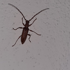 Miltesthus marginatus