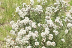 Vernonanthura nudiflora