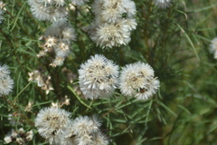 Vernonanthura nudiflora