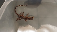 Tarentola mauritanica